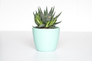 Nursery, Plants & Gardening