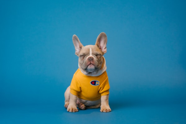 Pet Care